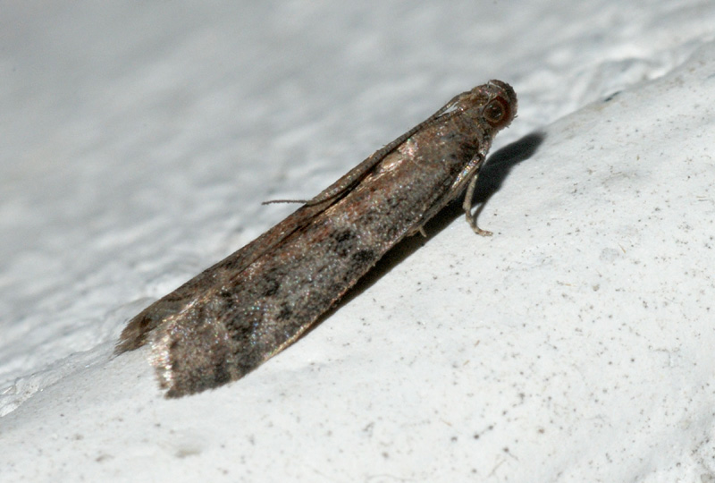 Ephestia unicolorella?